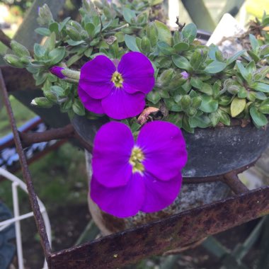 Aubrieta