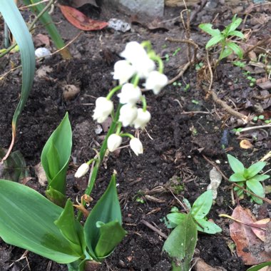 Convallaria majalis