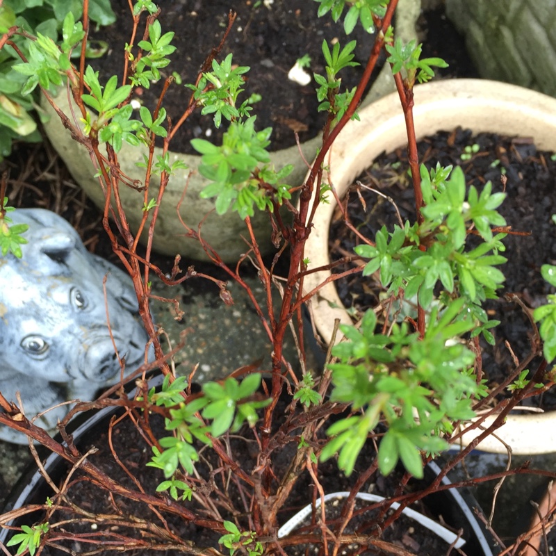 Plant image Potentilla