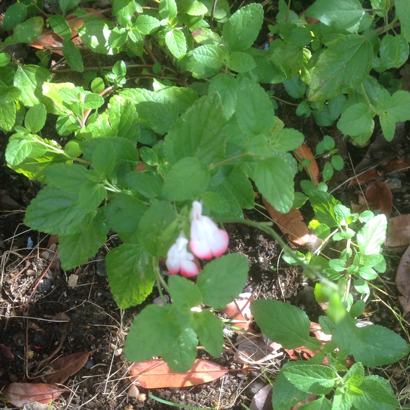 plant image 3688 plant image 3688