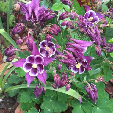 Aquilegia