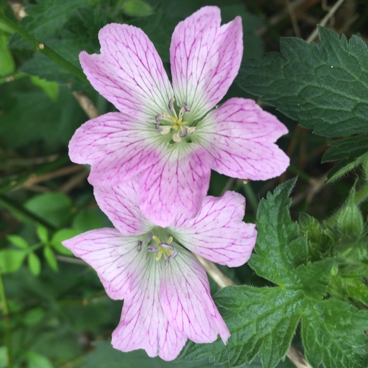 plant image 390684