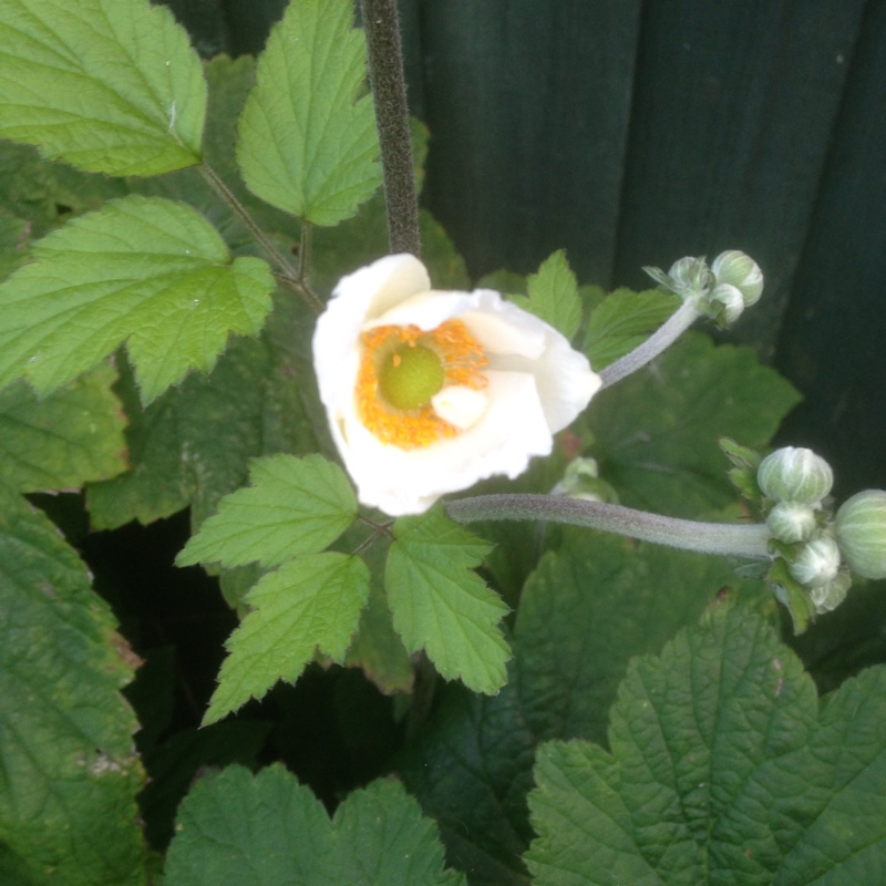 plant image 4270 plant image 4270