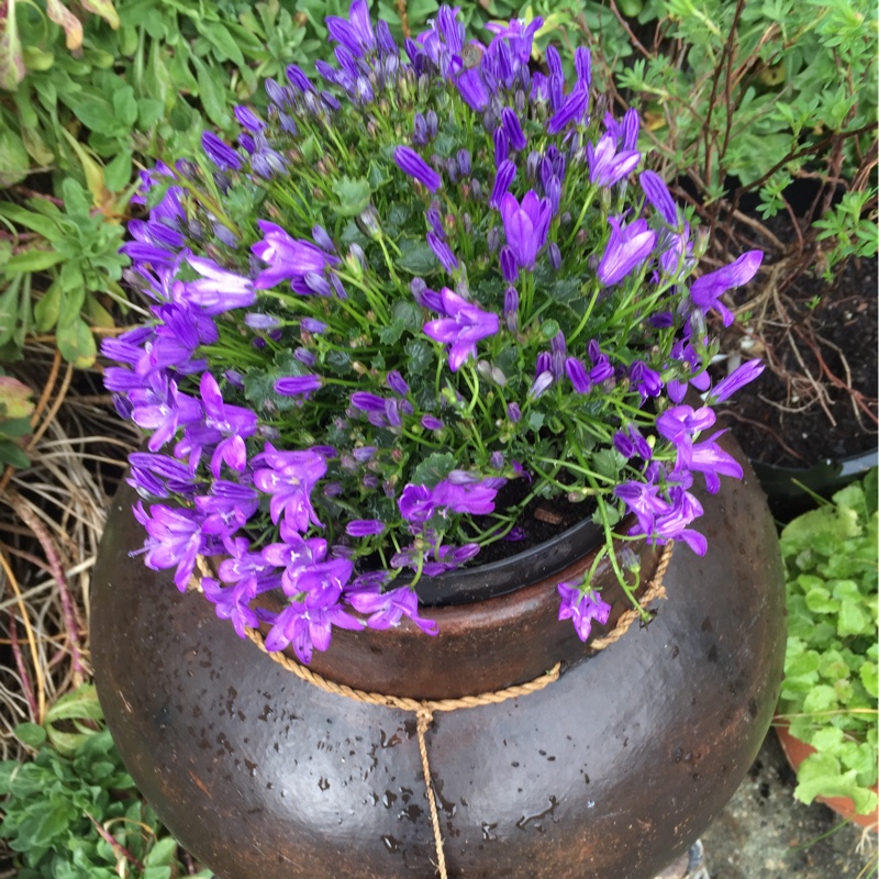 Plant image Campanula portenschlagiana 'Ambella'