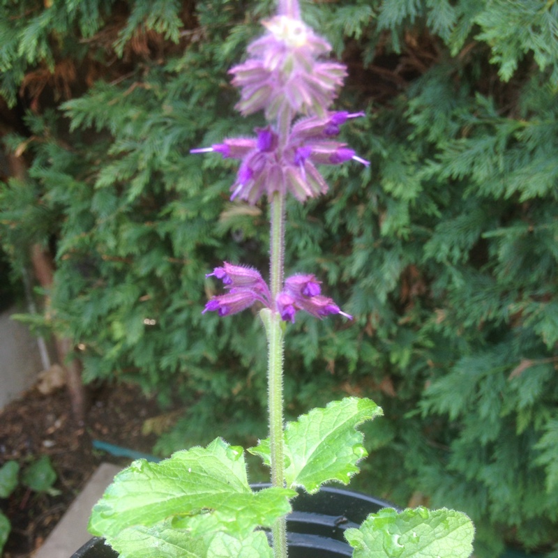 Plant image Lamium 'Maculatum' Beacon Silver'