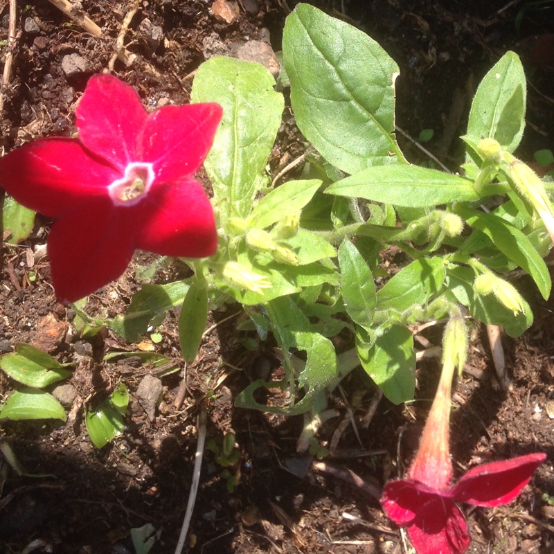 Plant image Nicotiana alata var. Crimson Bedder