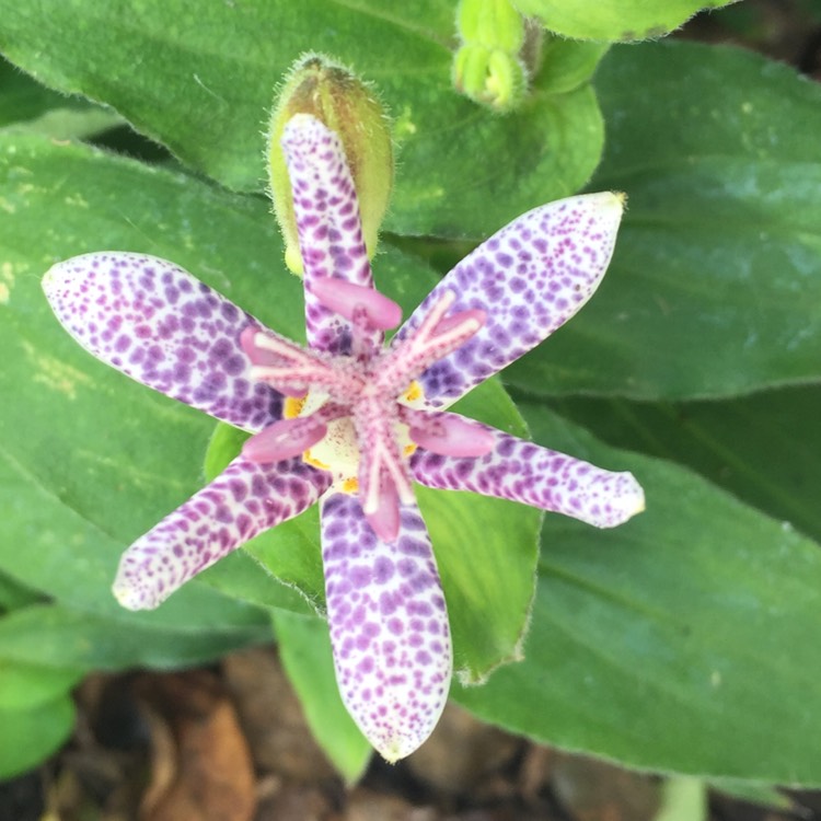 plant image 503634