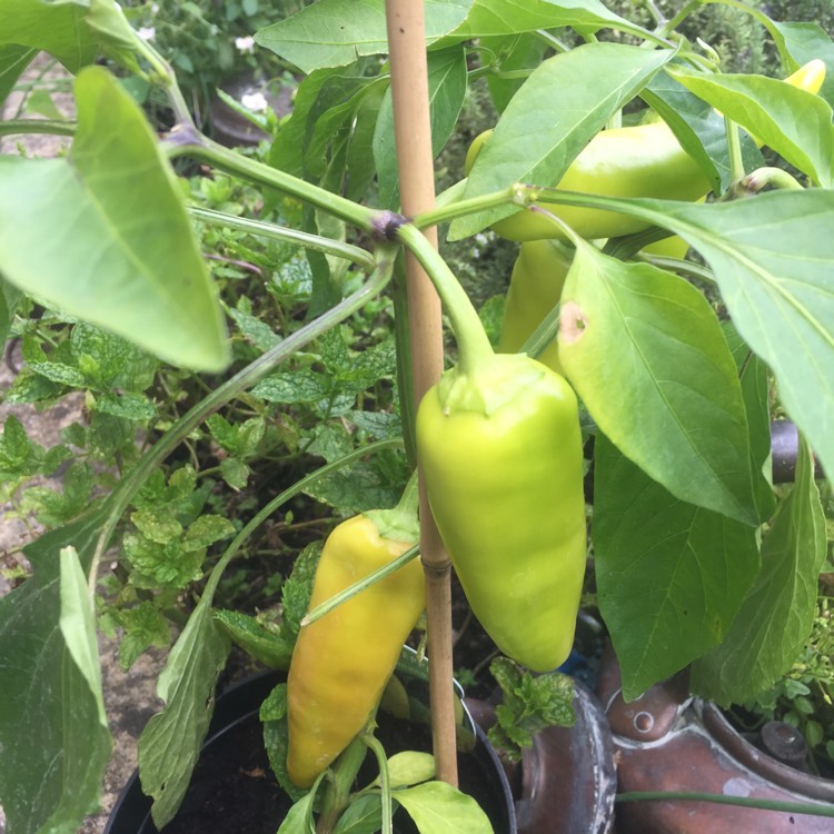 Plant image Capsicum Annuum 'Hot Banana'