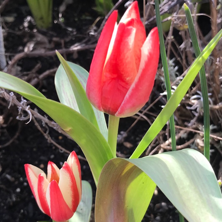 Plant image Tulipa 'Pinocchio'
