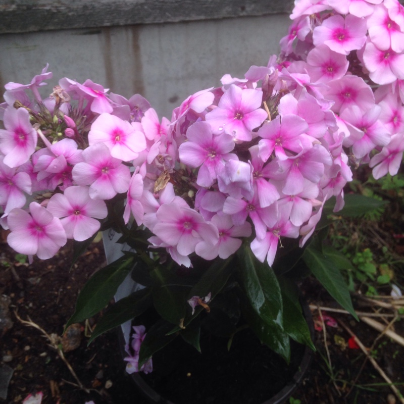 plant image 6565