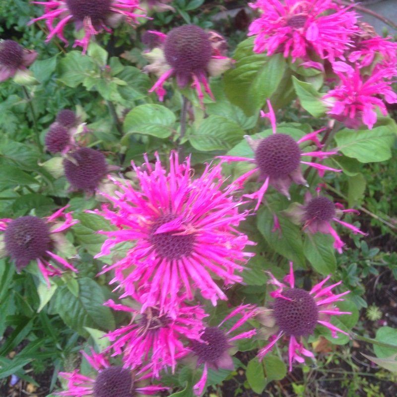 plant image 6566