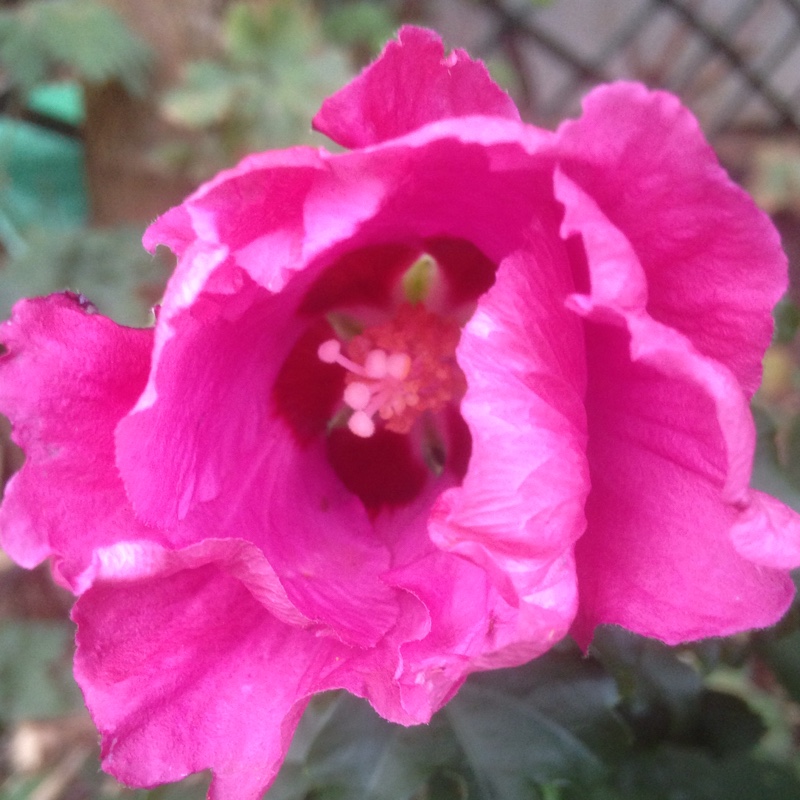 plant image 6567 plant image 6567