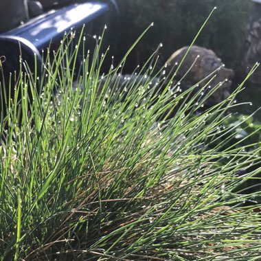 Festuca glauca