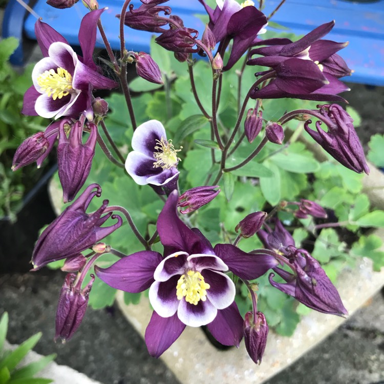 plant image 683619