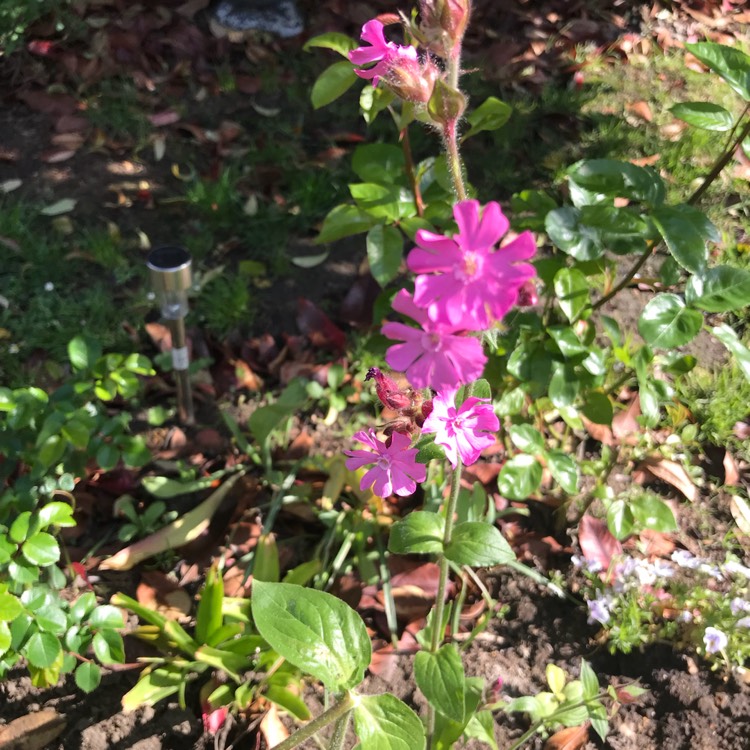 plant image 685823