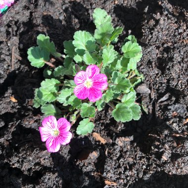 Erodium x variabile 'Bishop's Form'