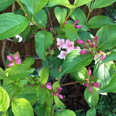 Weigela florida 'Rosea'