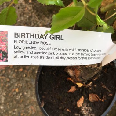 Rosa 'Meilasso' syn. Rosa 'Birthday Girl'