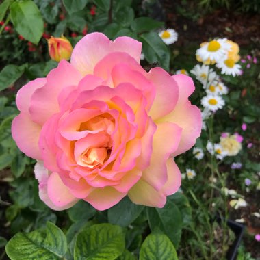 Rosa