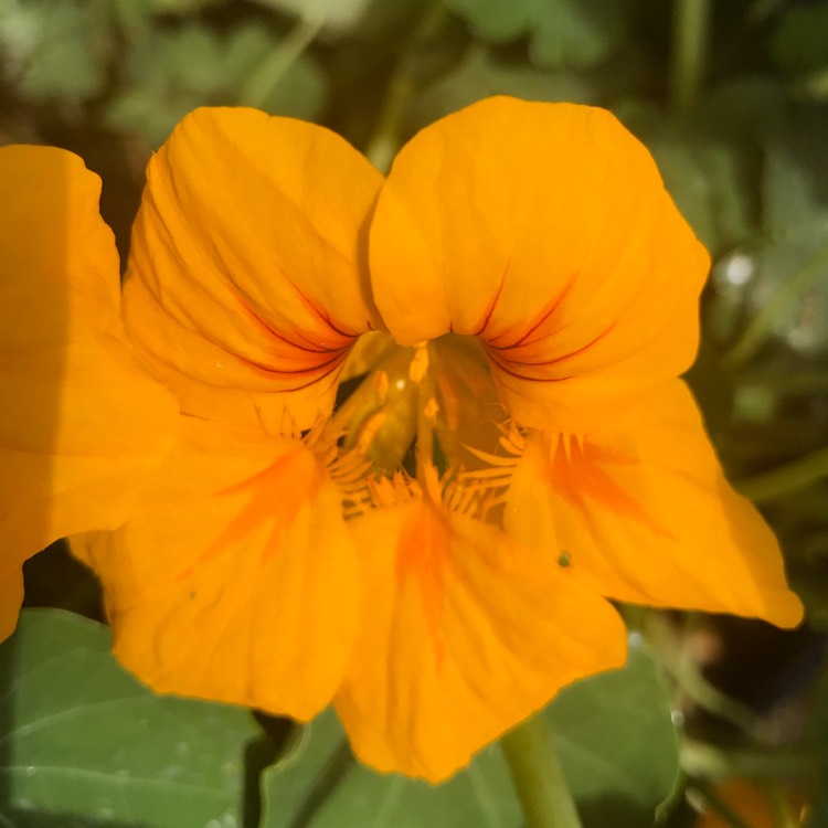 plant image 747550