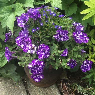 Petunia 'Kleph15313' syn. Petunia 'Night Sky', Petunia 'Headliner Night Sky'