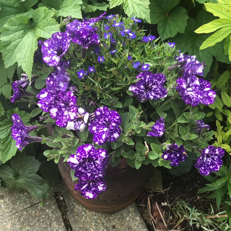 plant image 747552 plant image 747552
