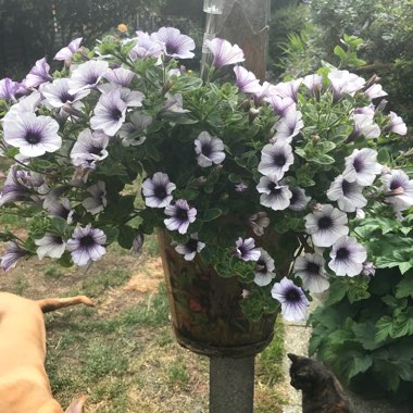 Petunia Surfinia 'Blue Vein'