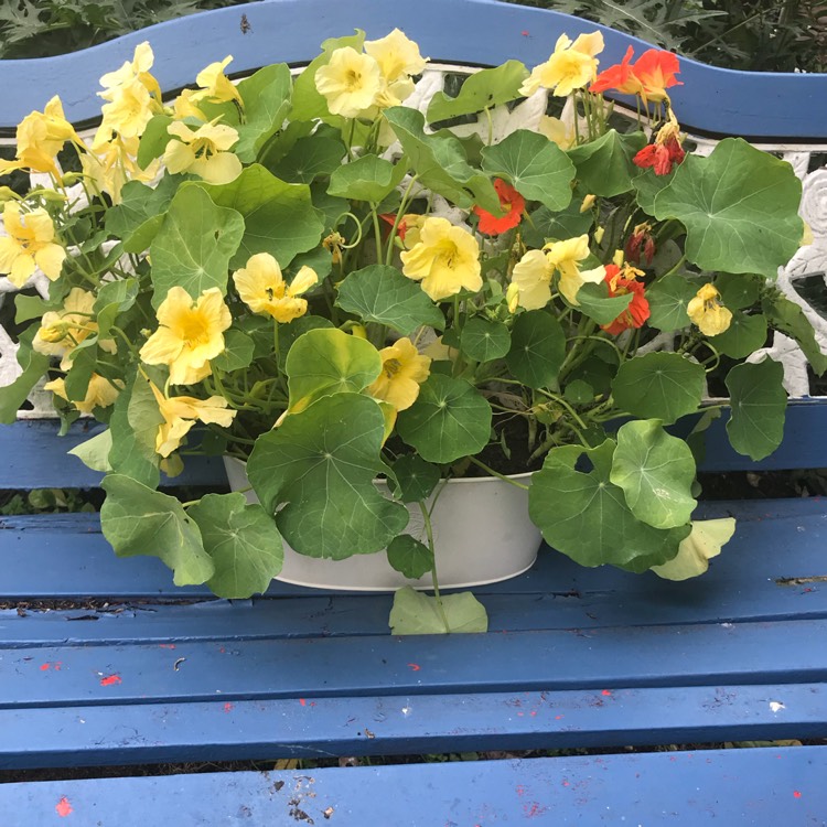 plant image 747559 plant image 747559