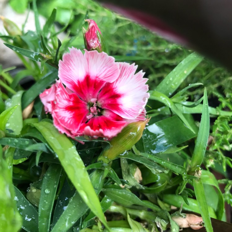 plant image 748058