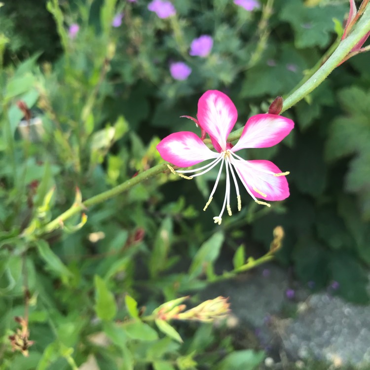 plant image 761067