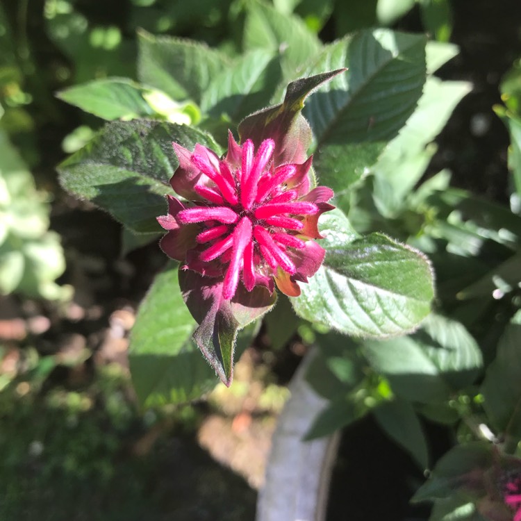 Plant image Monarda 'Pink Lace'