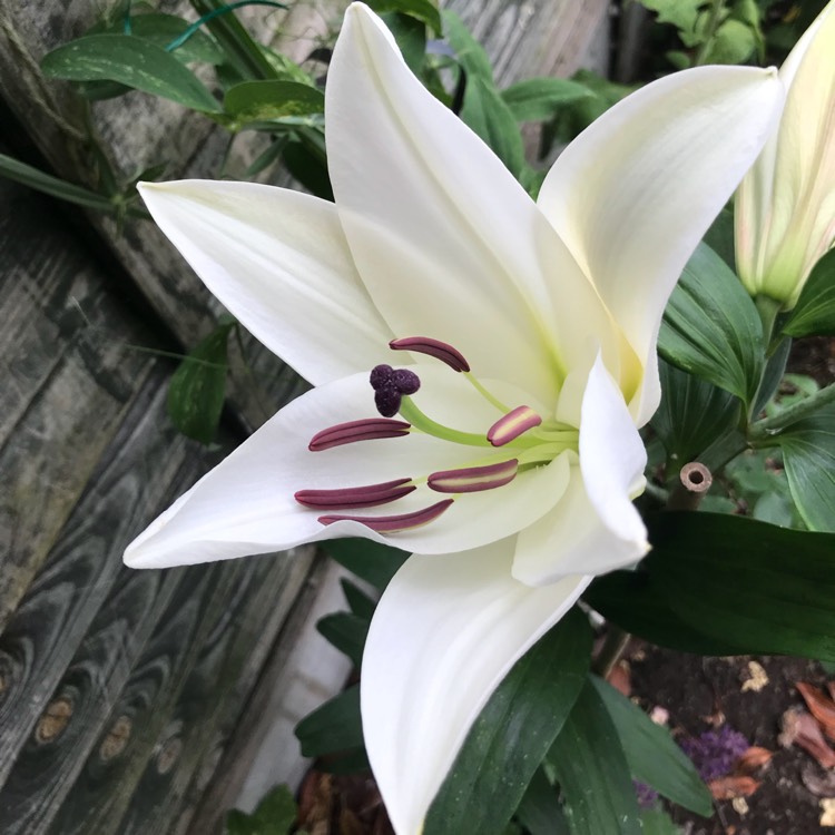 Plant image Lilium 'Pretty Woman'