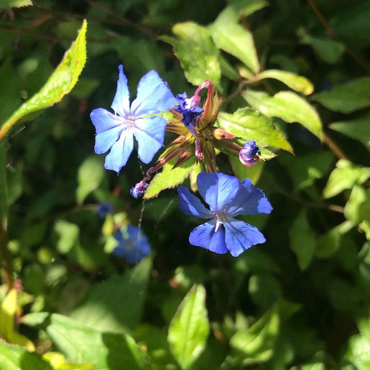 plant image 766523 plant image 766523