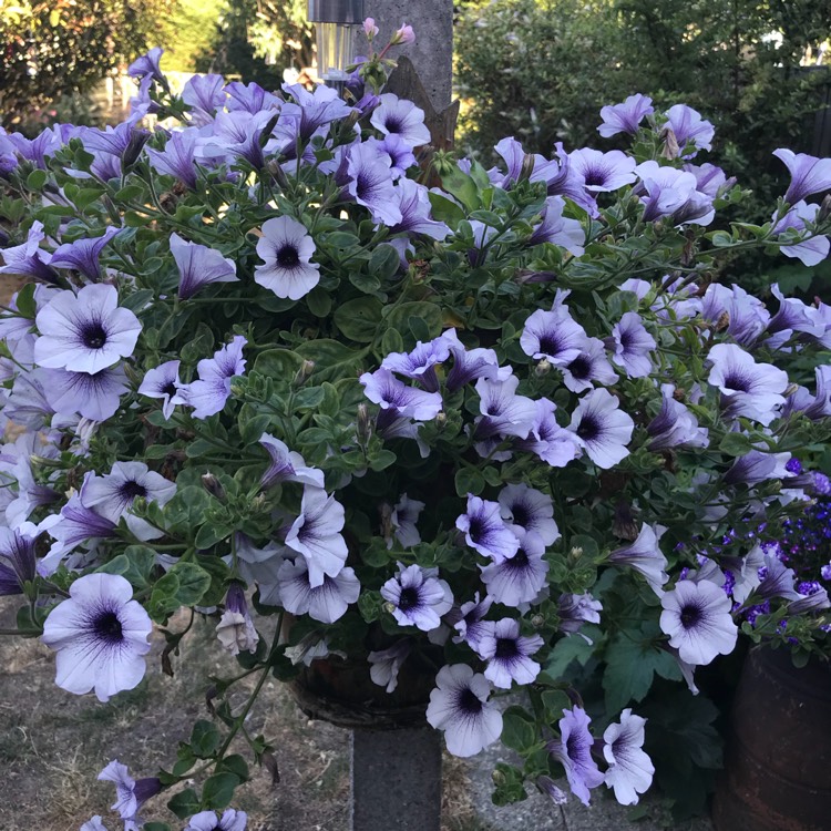 Plant image Petunia Surfinia 'Blue Vein'