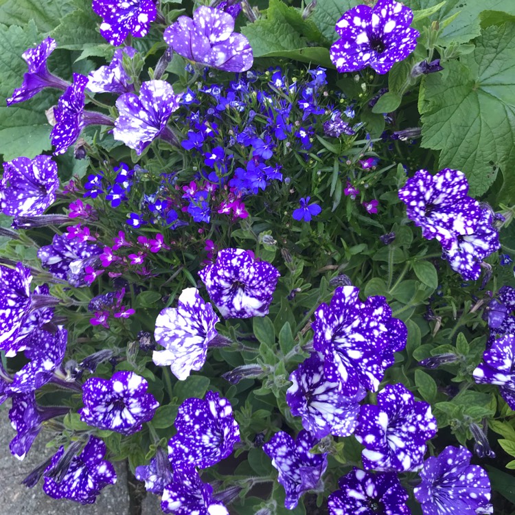 Petunia 'Kleph15313' syn. Petunia 'Night Sky', Petunia 'Headliner Night Sky'