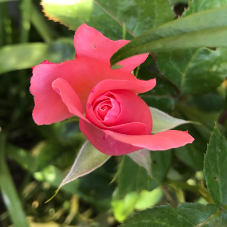 plant image 767977 plant image 767977