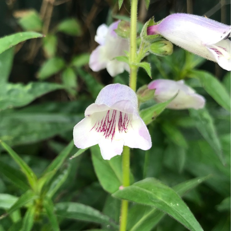 Plant image Penstemon