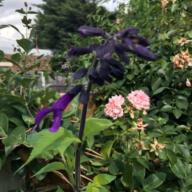 Salvia 'Amistad'