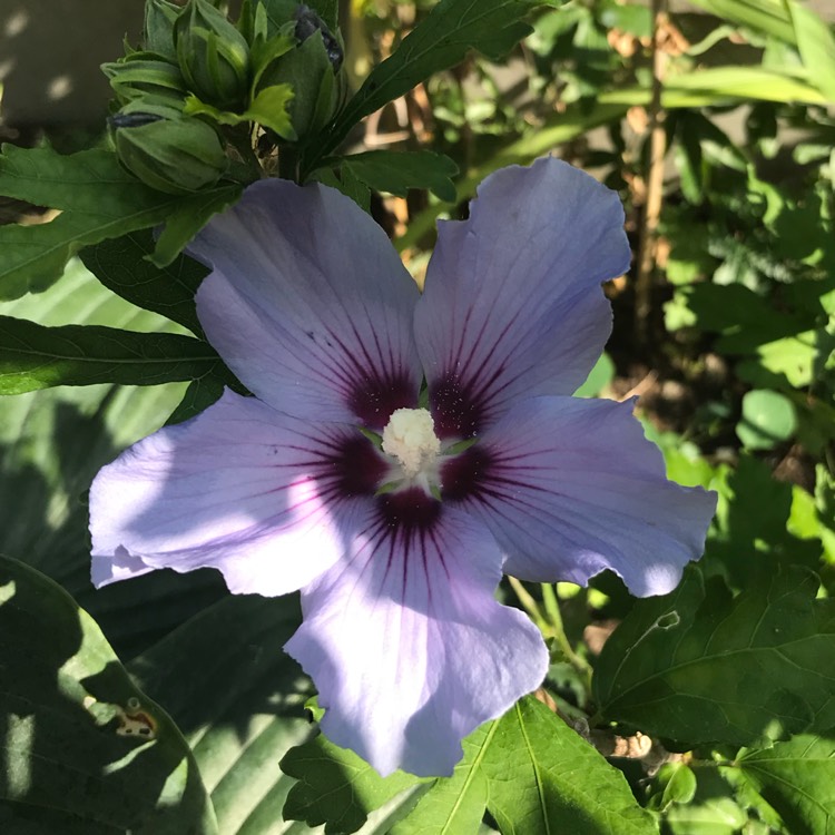plant image 811078 plant image 811078