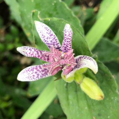 Tricyrtis hirta 'Raspberry Mousse'