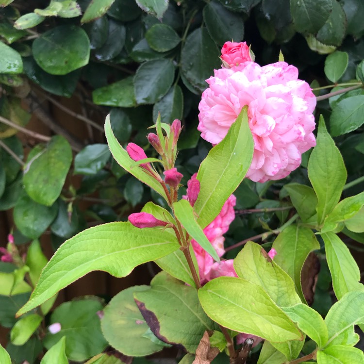 plant image 839856 plant image 839856