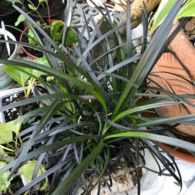 Ophiopogon planiscapus 'Kokuryu' syn. Ophiopogon planiscapus 'Nigrescens', Ophiopogon planiscapus 'Black Dragon', Ophiopogon planiscapus 'Nigra'