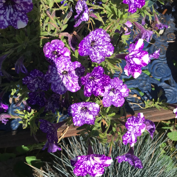 plant image 847100 plant image 847100