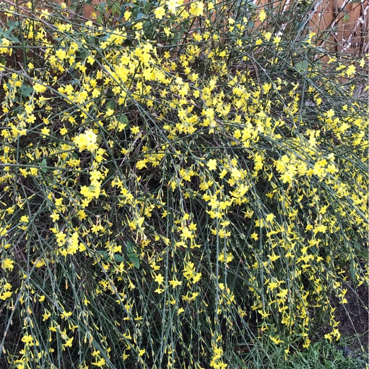 Plant image Jasminum nudiflorum