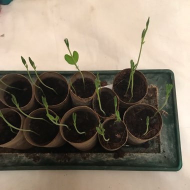 Lathyrus odoratus