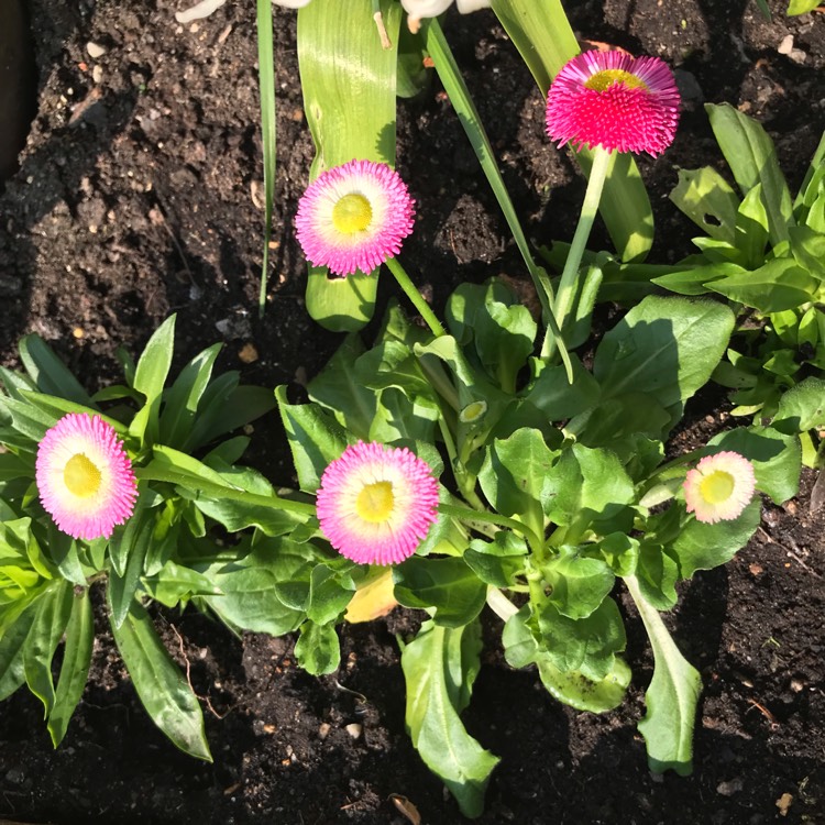 plant image 973180