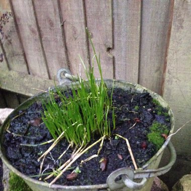 Chives