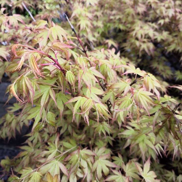 plant image 657775