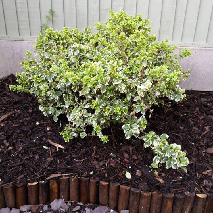 Plant image Euonymus fortunei 'Golden Harlequin'