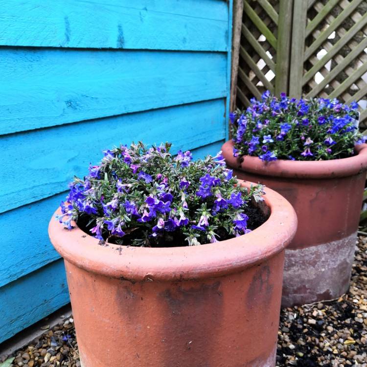 plant image 657785 plant image 657785
